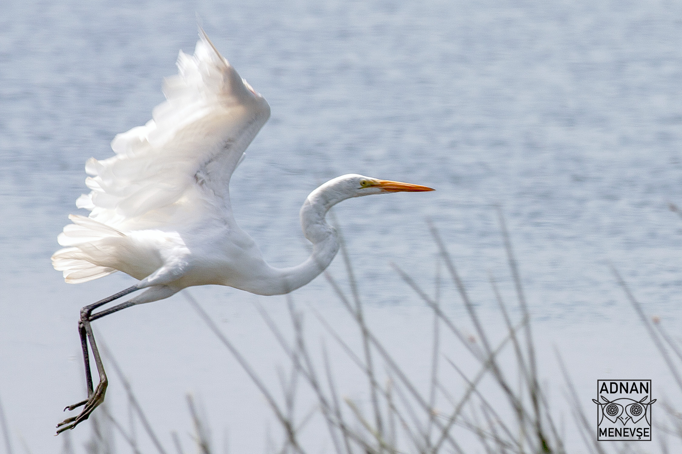 Great Egret